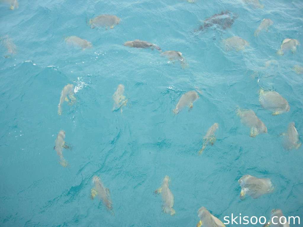 Fish circling the boat at Michaelmas Cay