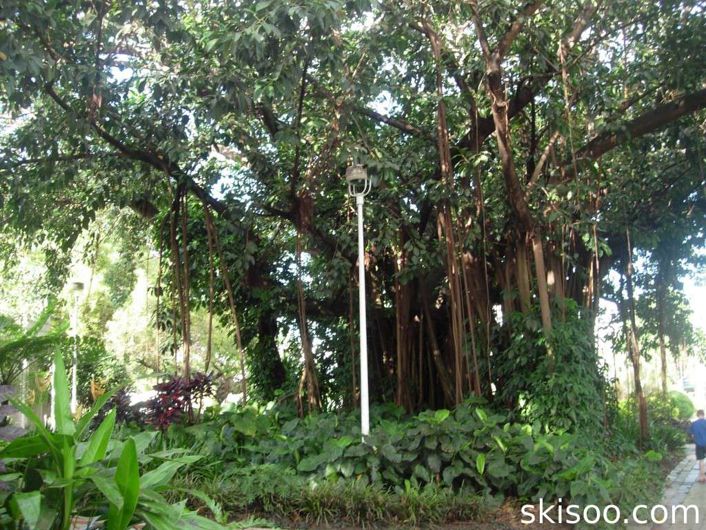 A banyan tree in the middle of the city
