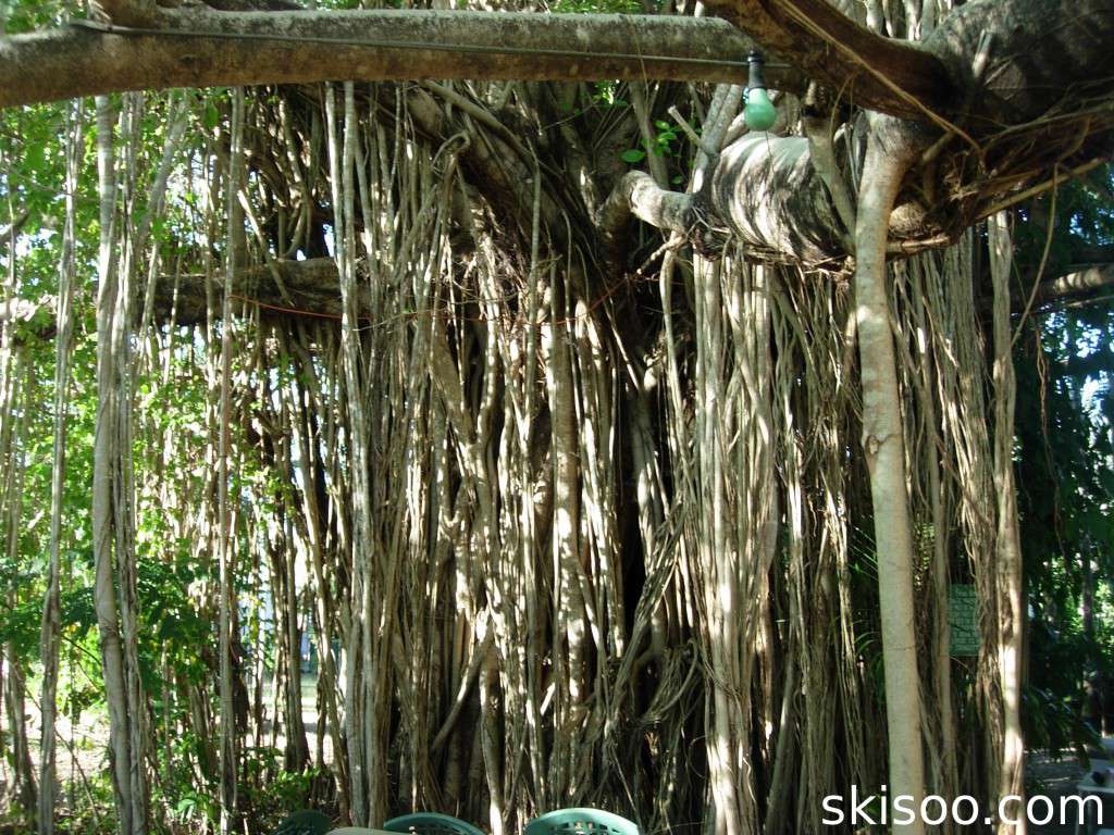 The huge banyan tree