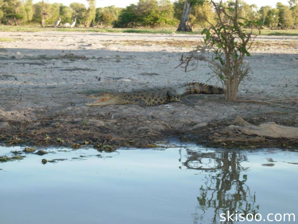Crocodile on the banks of the Mary River
