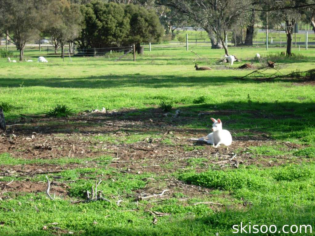 albino kangaroo