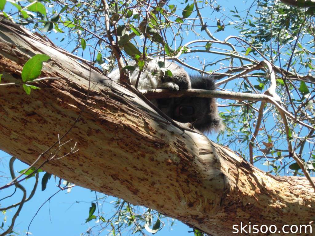"Wild" Koala