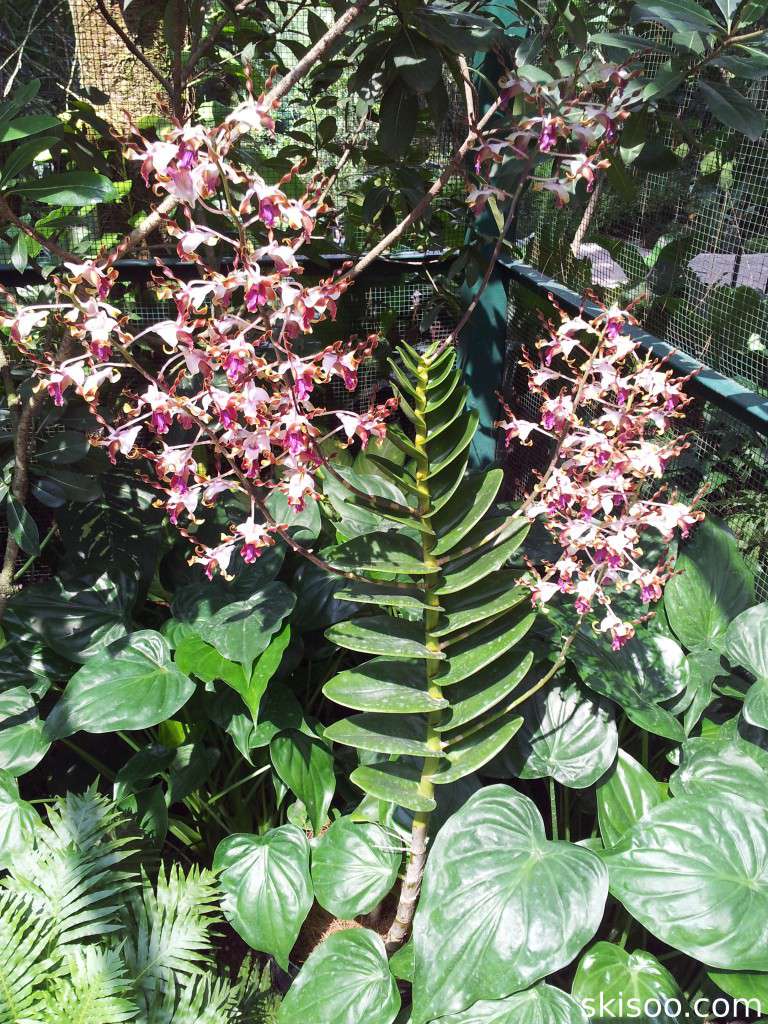 Hybrid Orchids