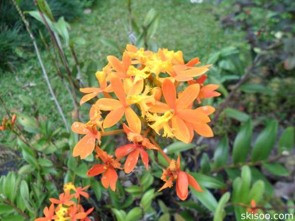 Epidendrum Ivan Gasparovic, named after His Excellency Ivan Gasparovic, President of the Slovak Republic in 2006