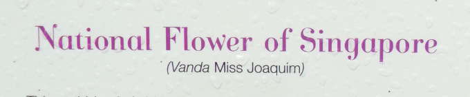 Vanda Miss Joaquim, the national flower of Singapore