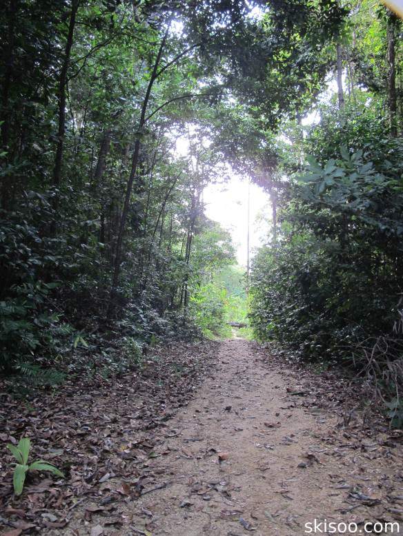 The walking trail in the jungle